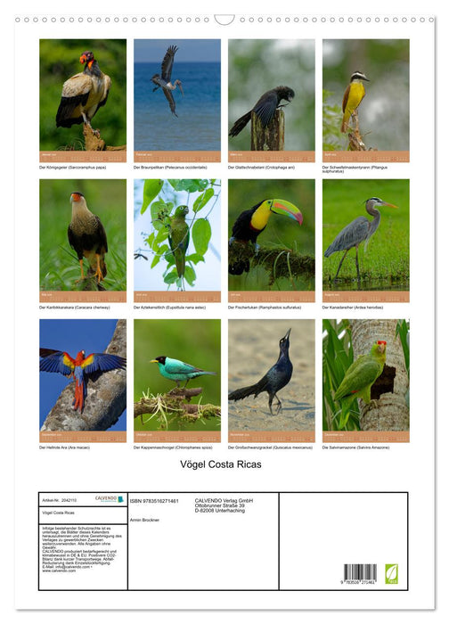 Vögel Costa Ricas (CALVENDO Wandkalender 2026)