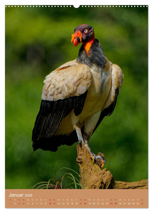 Vögel Costa Ricas (CALVENDO Wandkalender 2026)