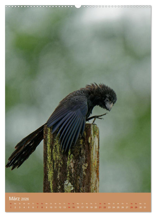 Vögel Costa Ricas (CALVENDO Wandkalender 2026)