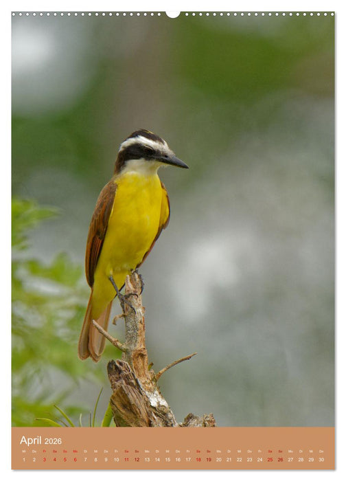 Vögel Costa Ricas (CALVENDO Premium Wandkalender 2026)