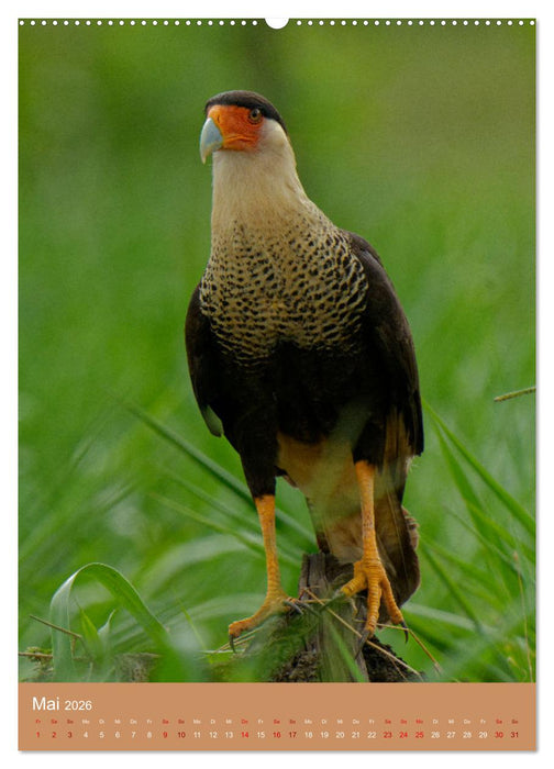 Vögel Costa Ricas (CALVENDO Premium Wandkalender 2026)