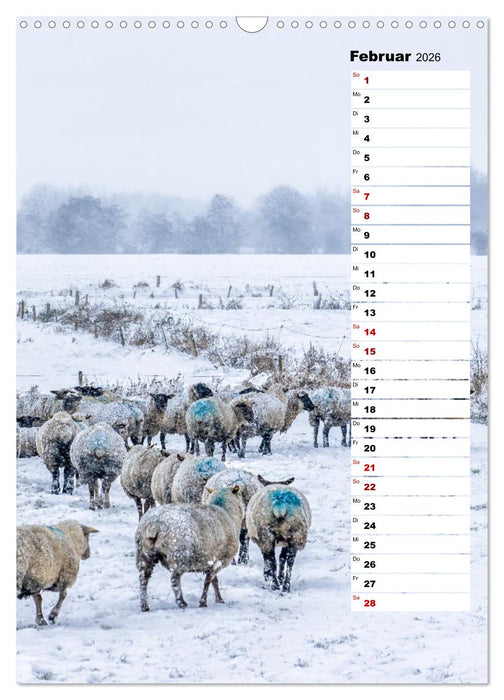Westküste - Zwischen St. Peter Ording, Büsum und Elbe (CALVENDO Wandkalender 2026)
