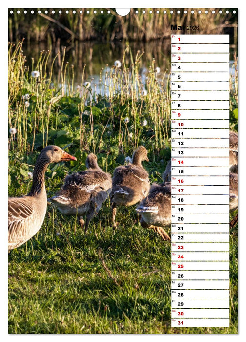 Westküste - Zwischen St. Peter Ording, Büsum und Elbe (CALVENDO Wandkalender 2026)