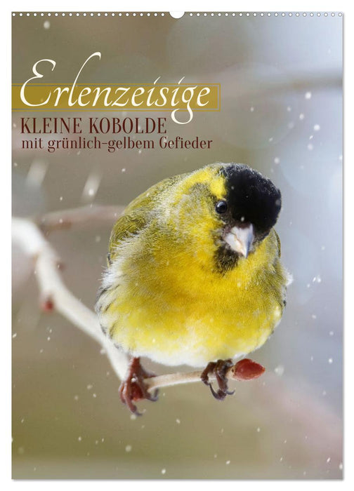 Erlenzeisige, kleine Kobolde (CALVENDO Wandkalender 2026)