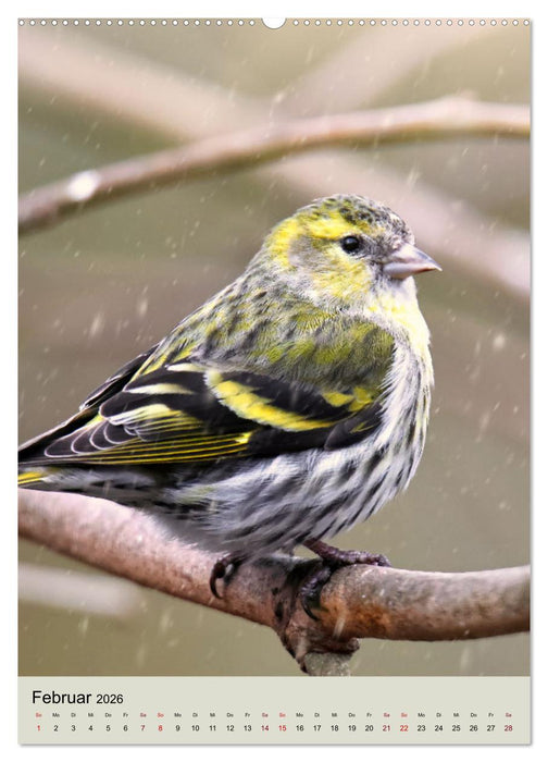 Erlenzeisige, kleine Kobolde (CALVENDO Wandkalender 2026)