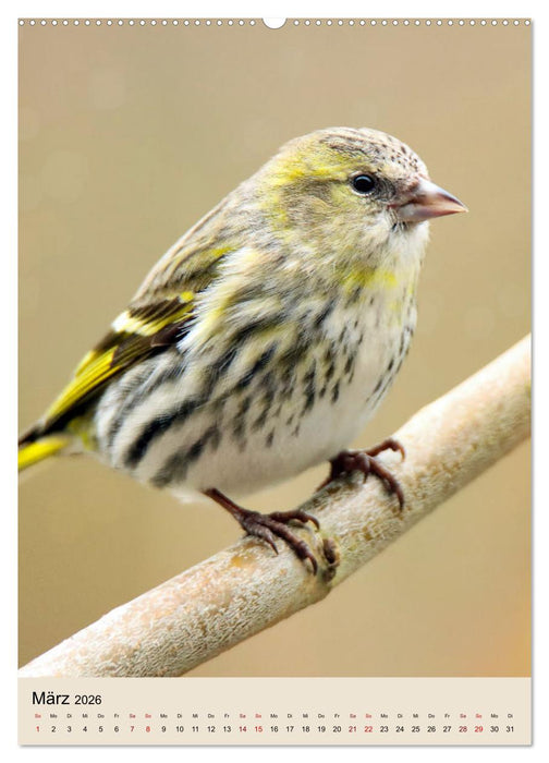 Erlenzeisige, kleine Kobolde (CALVENDO Wandkalender 2026)