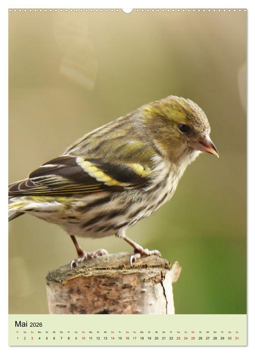 Erlenzeisige, kleine Kobolde (CALVENDO Wandkalender 2026)