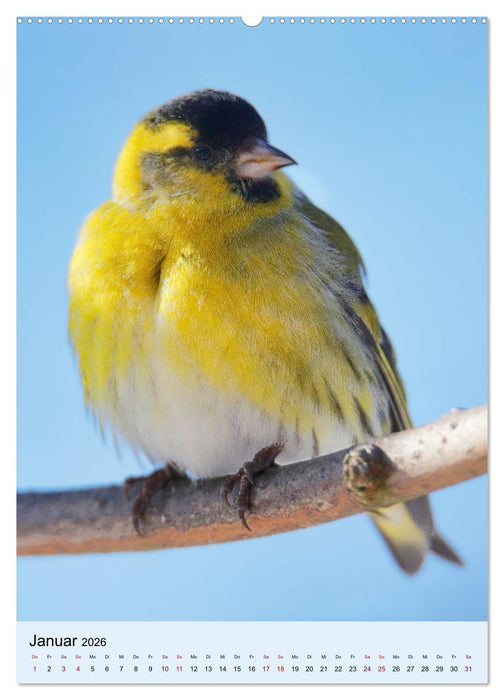 Erlenzeisige, kleine Kobolde (CALVENDO Premium Wandkalender 2026)