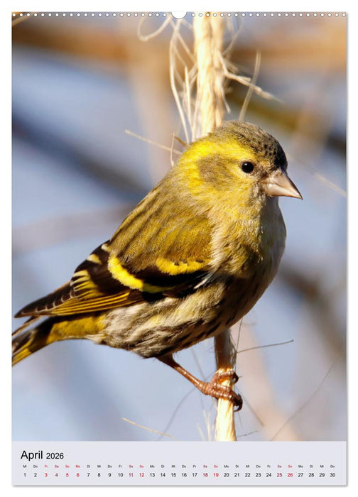 Erlenzeisige, kleine Kobolde (CALVENDO Premium Wandkalender 2026)
