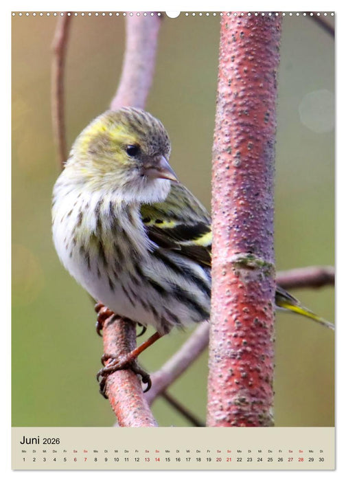 Erlenzeisige, kleine Kobolde (CALVENDO Premium Wandkalender 2026)