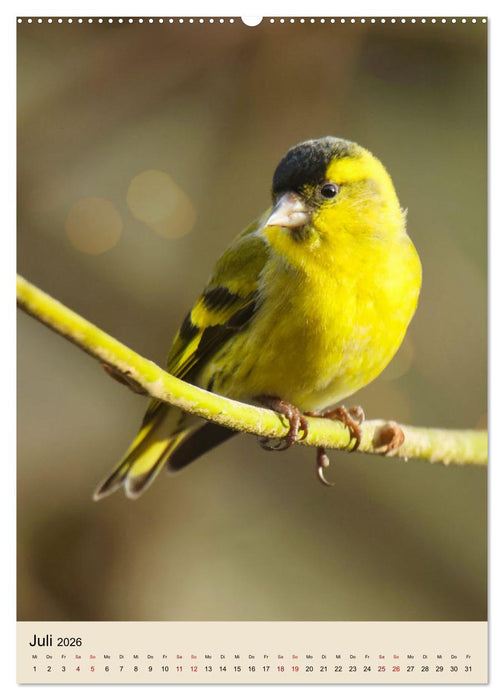 Erlenzeisige, kleine Kobolde (CALVENDO Premium Wandkalender 2026)