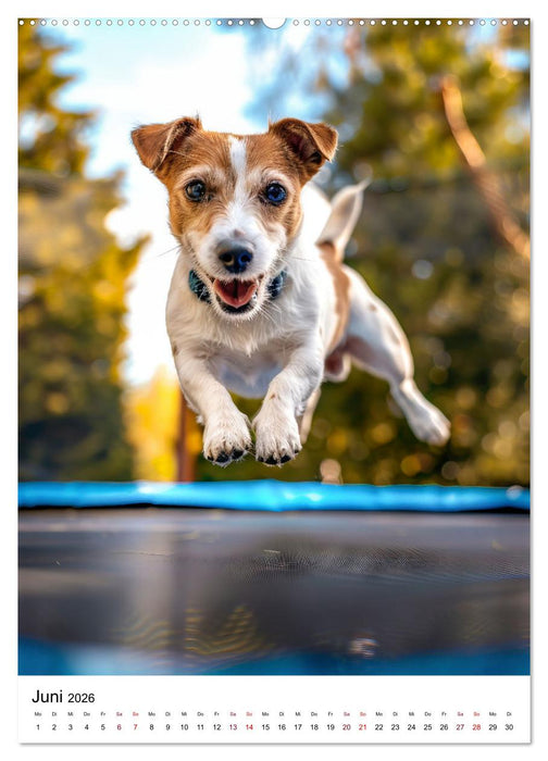 Hunde haben Spaß (CALVENDO Premium Wandkalender 2026)