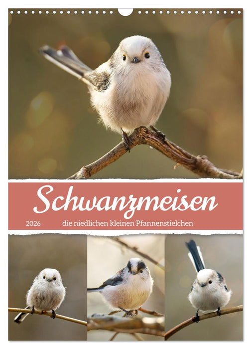 Schwanzmeisen, die niedlichen kleinen Pfannenstielchen (CALVENDO Wandkalender 2026)