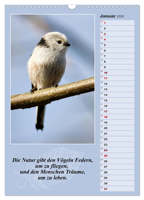 Schwanzmeisen, die niedlichen kleinen Pfannenstielchen (CALVENDO Wandkalender 2026)