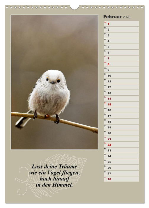 Schwanzmeisen, die niedlichen kleinen Pfannenstielchen (CALVENDO Wandkalender 2026)