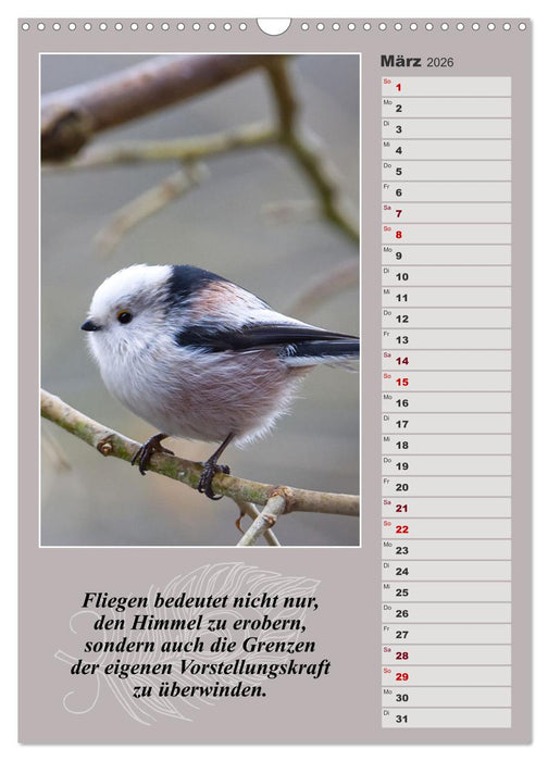 Schwanzmeisen, die niedlichen kleinen Pfannenstielchen (CALVENDO Wandkalender 2026)