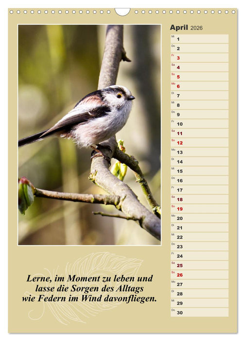 Schwanzmeisen, die niedlichen kleinen Pfannenstielchen (CALVENDO Wandkalender 2026)
