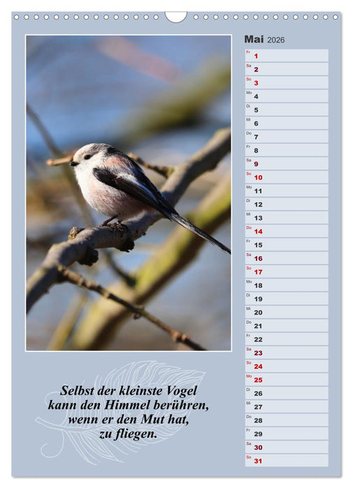 Schwanzmeisen, die niedlichen kleinen Pfannenstielchen (CALVENDO Wandkalender 2026)