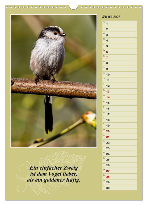 Schwanzmeisen, die niedlichen kleinen Pfannenstielchen (CALVENDO Wandkalender 2026)