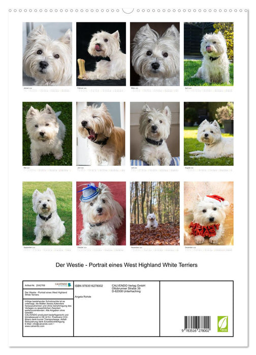 Der Westie - Portrait eines West Highland White Terriers (CALVENDO Premium Wandkalender 2026)