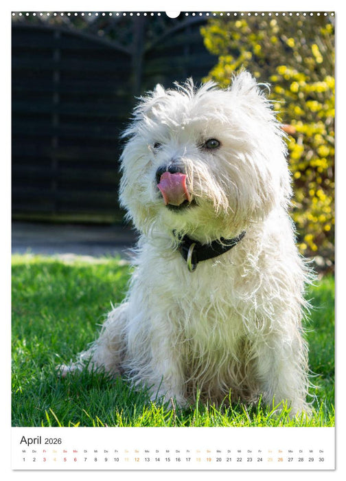 Der Westie - Portrait eines West Highland White Terriers (CALVENDO Premium Wandkalender 2026)