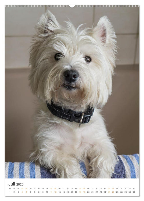 Der Westie - Portrait eines West Highland White Terriers (CALVENDO Premium Wandkalender 2026)