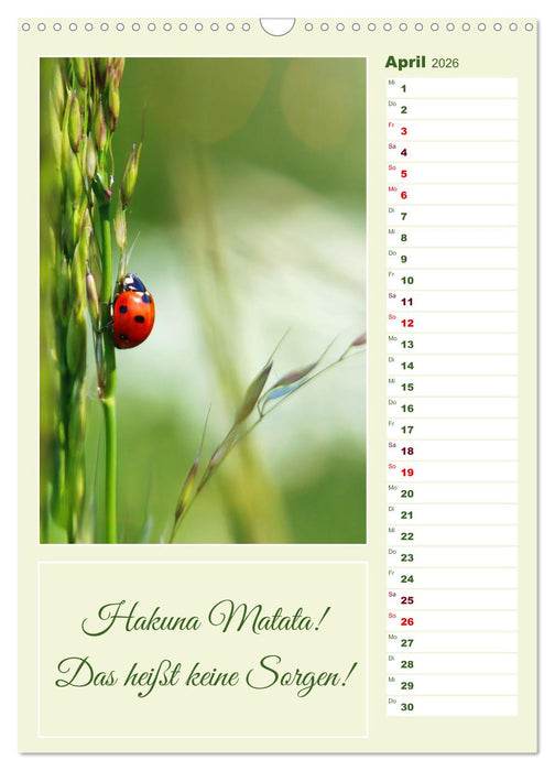 Marienkäfer, Glücksbringer mit sieben Punkten (CALVENDO Wandkalender 2026)