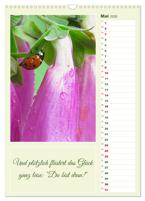 Marienkäfer, Glücksbringer mit sieben Punkten (CALVENDO Wandkalender 2026)