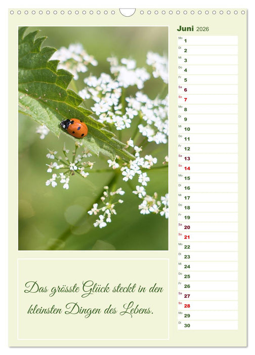 Marienkäfer, Glücksbringer mit sieben Punkten (CALVENDO Wandkalender 2026)