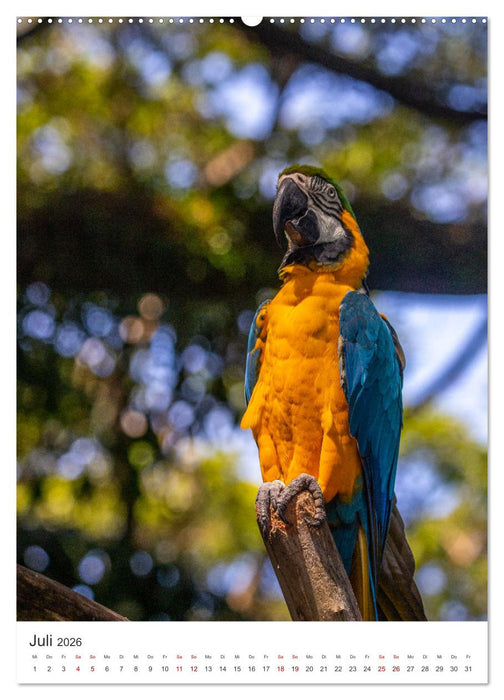 Guadeloupe, Insel über dem Winde (CALVENDO Premium Wandkalender 2026)