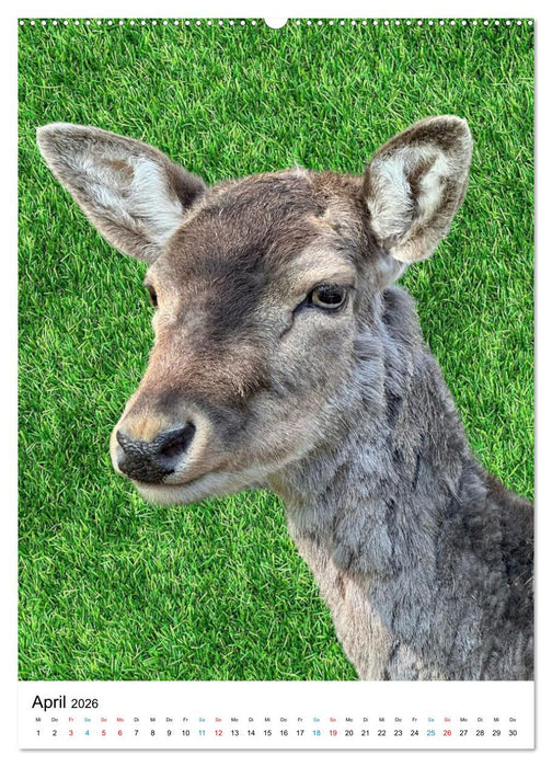 Unser Schurwald (CALVENDO Premium Wandkalender 2026)