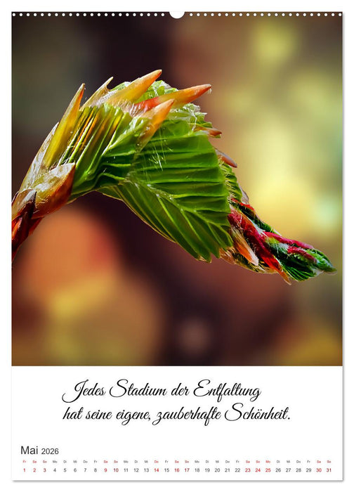 Die Erfahrung des Lebendigseins (CALVENDO Wandkalender 2026)