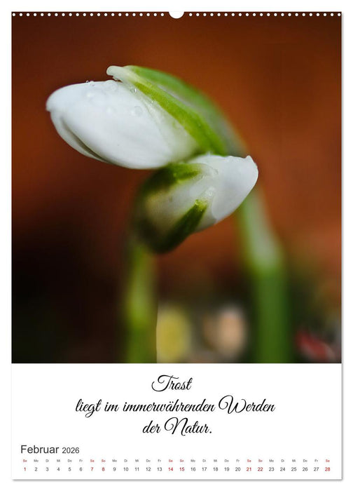 Die Erfahrung des Lebendigseins (CALVENDO Premium Wandkalender 2026)