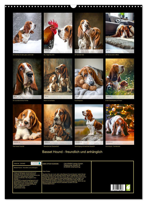 Basset Hound - freundlich und anhänglich (CALVENDO Wandkalender 2026)