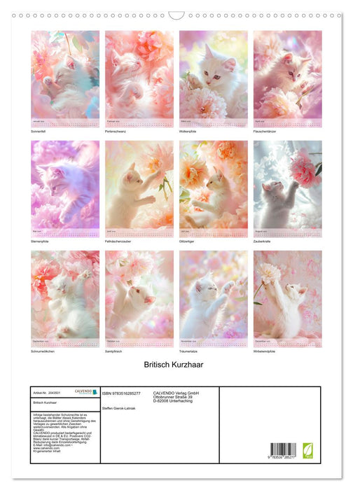 Britisch Kurzhaar (CALVENDO Wandkalender 2026)