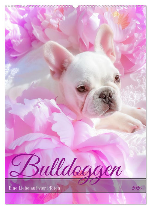 Bulldoggen (CALVENDO Wandkalender 2026)