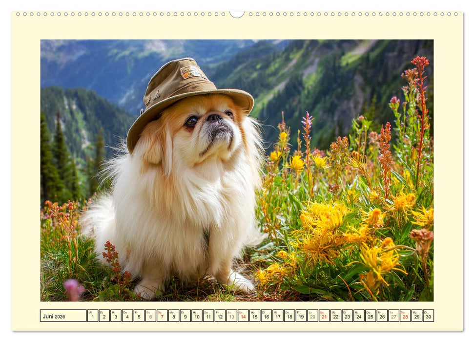 Zauberhafte Pekinesen. Charmante und stolze Hunde zum Verlieben (CALVENDO Premium Wandkalender 2026)