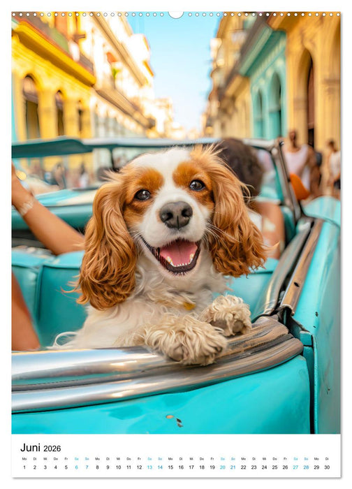 Cavalier King Charles Spaniel - Lustige Weltenreise im Selfie-Modus (CALVENDO Premium Wandkalender 2026)