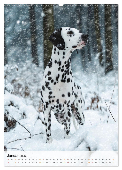 Dalmatiner - freundlich und temperamentvoll (CALVENDO Wandkalender 2026)