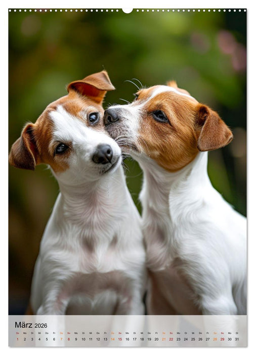 Jack Russel Terrier - furchtlos und viel Selbstvertrauen (CALVENDO Wandkalender 2026)