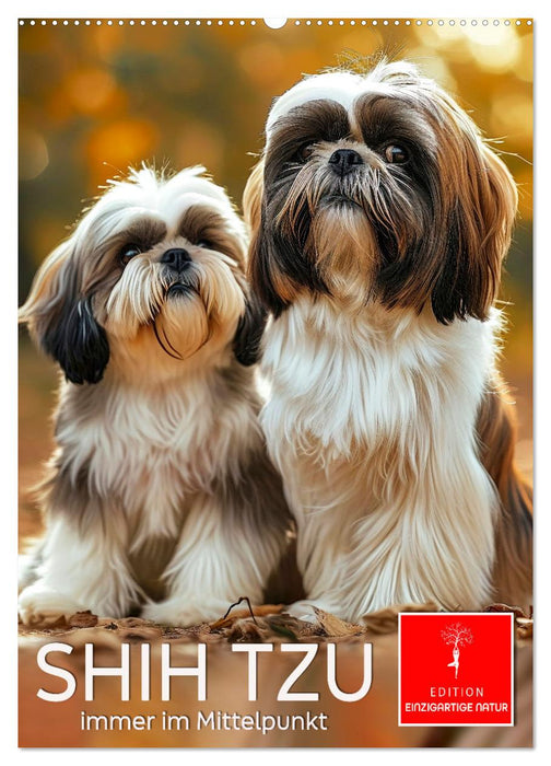 Shih Tzu - immer im Mittelpunkt (CALVENDO Wandkalender 2026)