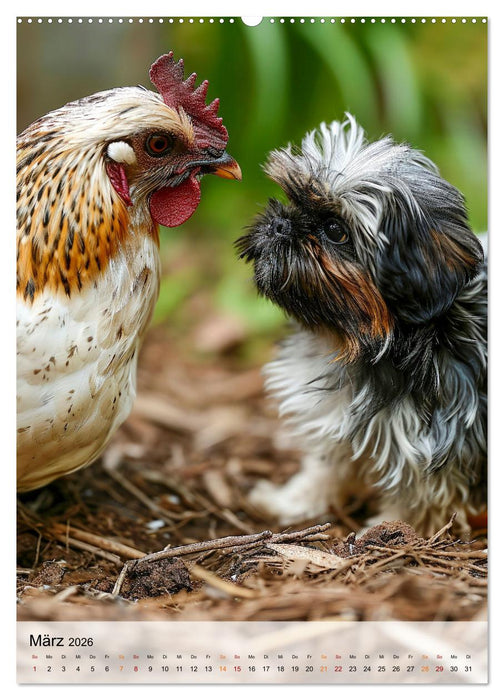 Shih Tzu - immer im Mittelpunkt (CALVENDO Wandkalender 2026)