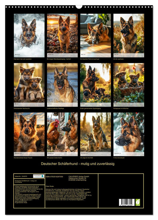 Deutscher Schäferhund - mutig und zuverlässig (CALVENDO Wandkalender 2026)