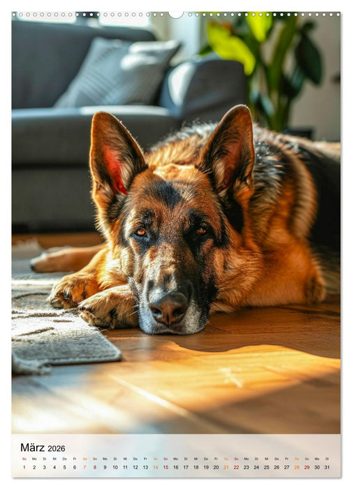 Deutscher Schäferhund - mutig und zuverlässig (CALVENDO Wandkalender 2026)