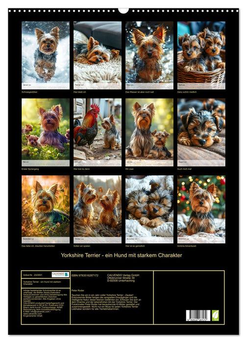 Yorkshire Terrier - ein Hund mit starkem Charakter (CALVENDO Wandkalender 2026)