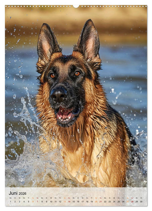 Deutscher Schäferhund - mutig und zuverlässig (CALVENDO Premium Wandkalender 2026)