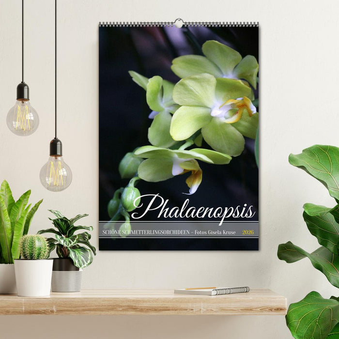 Phalaenopsis - Schöne Schmetterlingsorchideen (CALVENDO Wandkalender 2026)