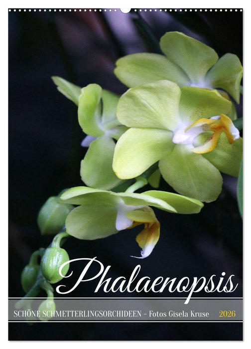 Phalaenopsis - Schöne Schmetterlingsorchideen (CALVENDO Wandkalender 2026)