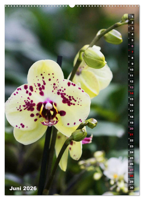 Phalaenopsis - Schöne Schmetterlingsorchideen (CALVENDO Wandkalender 2026)