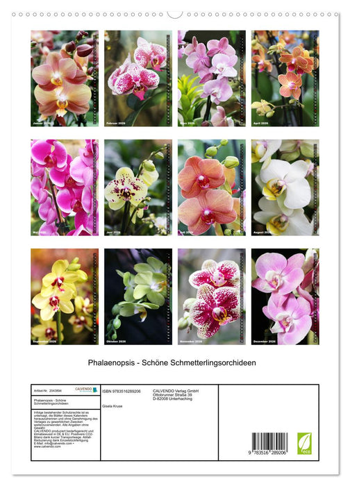 Phalaenopsis - Schöne Schmetterlingsorchideen (CALVENDO Premium Wandkalender 2026)